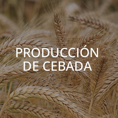 Producción de cebada