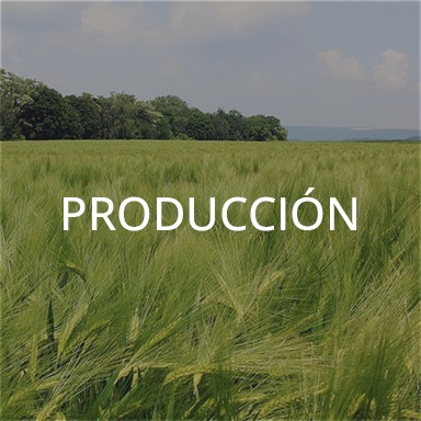 Producción de cerveza